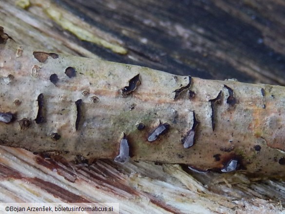 Colpoma quercinum