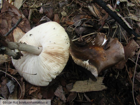 Pluteus cervinus