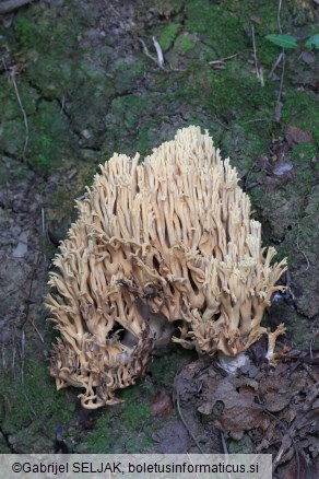 Ramaria pallida