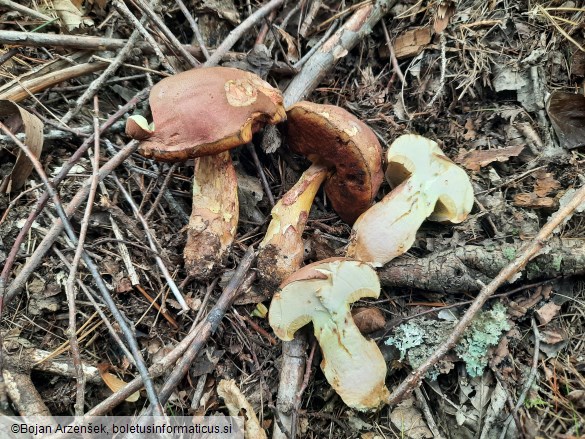 Butyriboletus roseogriseus