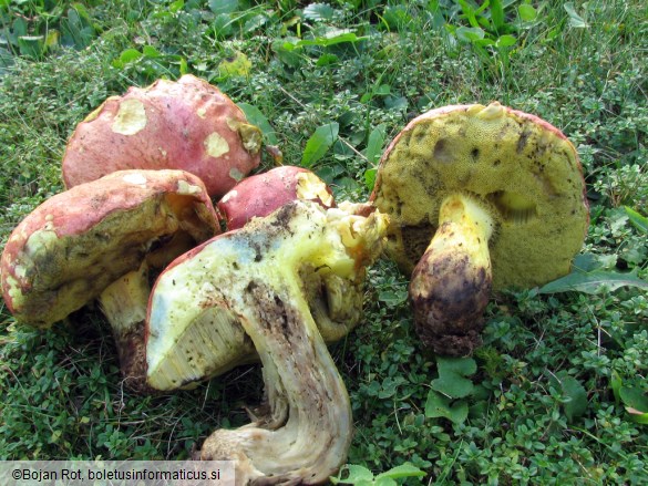 Boletus pseudoregius