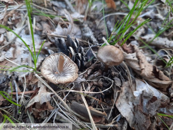 Mycena plumipes