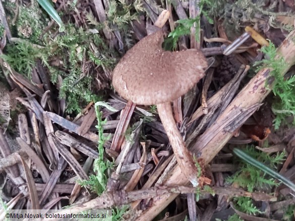 Inocybe lacera