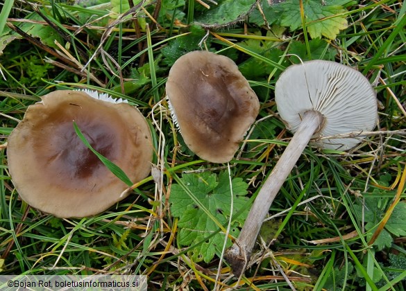 Melanoleuca friesii