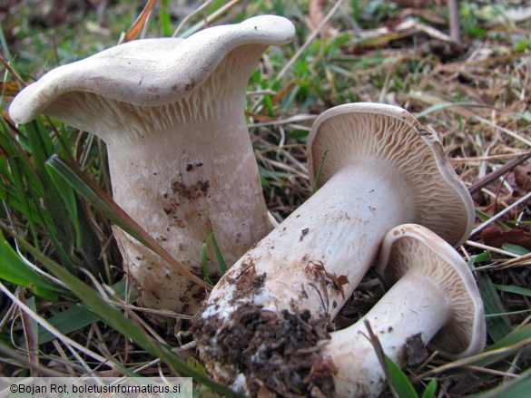 Clitopaxillus alexandri