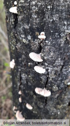 Schizophyllum commune