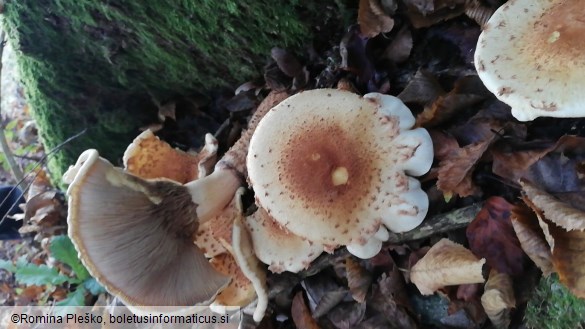 Pholiota squarrosa