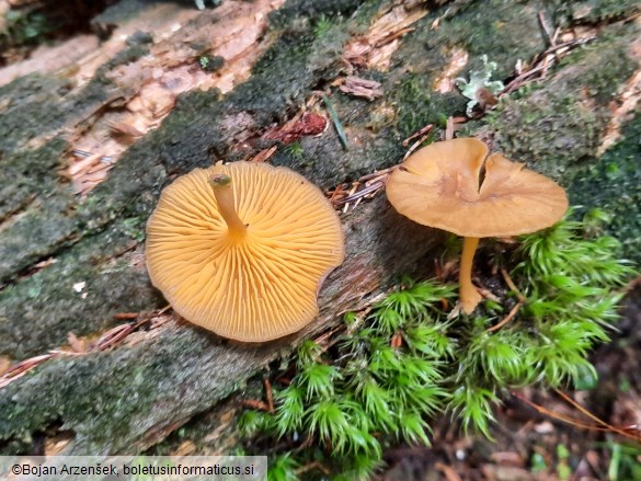 Chrysomphalina chrysophylla