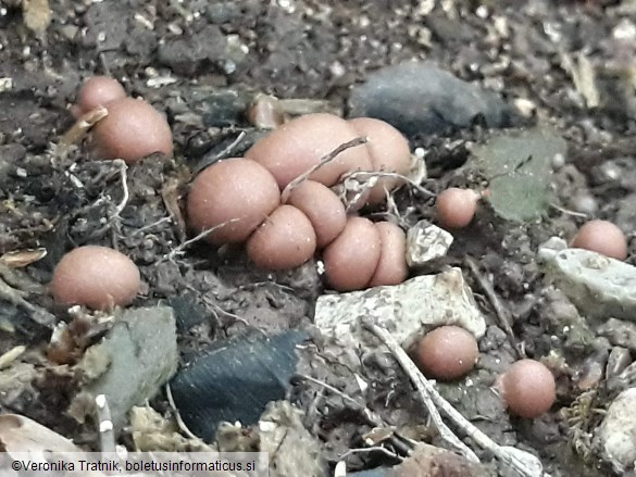 Lycogala epidendrum