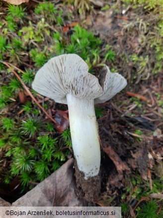 Tricholoma portentosum