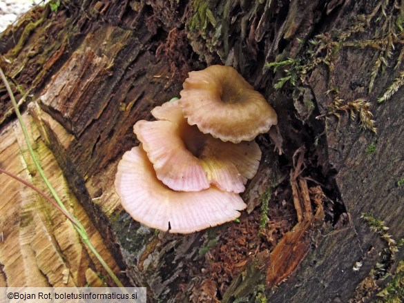 Omphalina cyanophylla