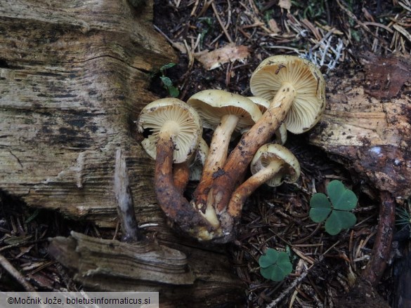 Pholiota flavida