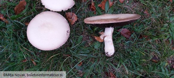 Agaricus urinascens