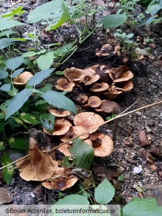 Paxillus rubicundulus