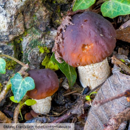 Cyclocybe cylindracea