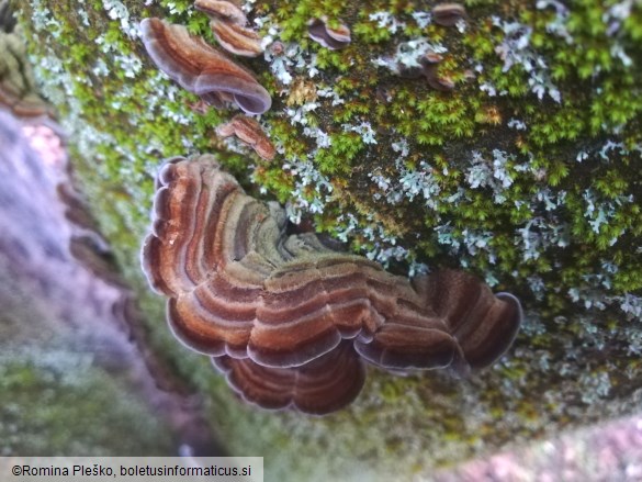 Auricularia mesenterica