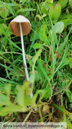 Conocybe lactea