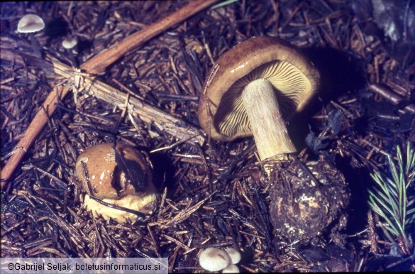 Thaxterogaster scaurus