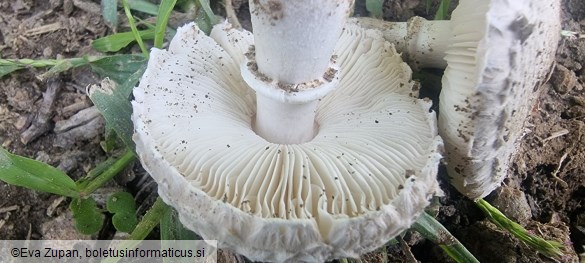 Leucoagaricus barssii