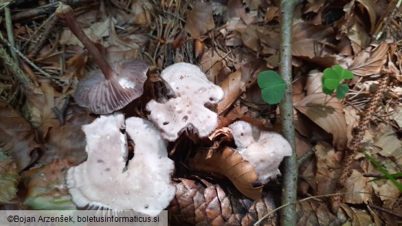 Mycena pelianthina