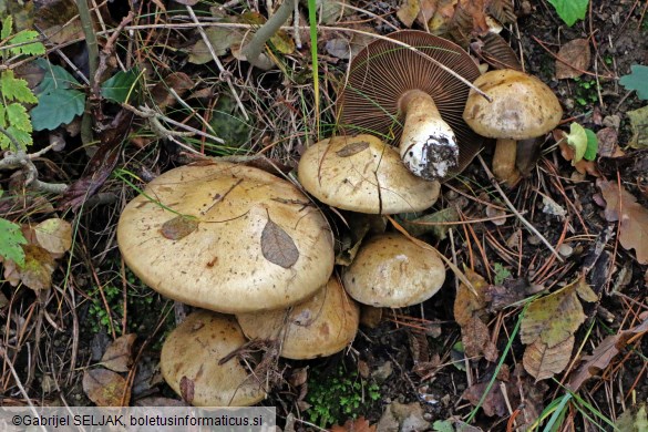 Cortinarius infractus