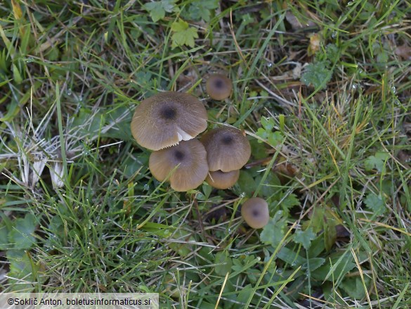 Entoloma asprellum