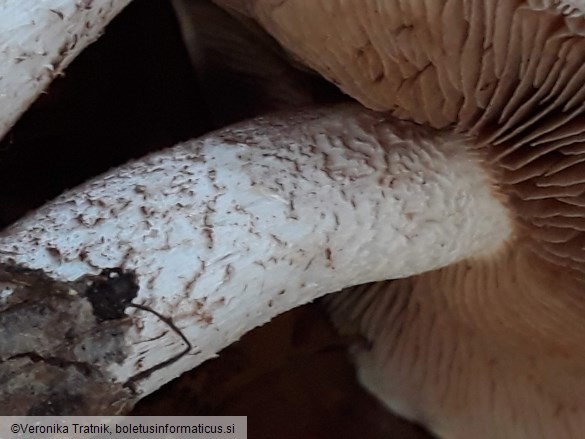 Hebeloma sinapizans