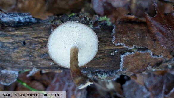 Lentinus brumalis