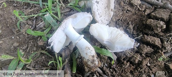 Leucoagaricus barssii