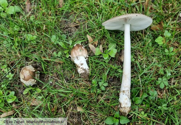 Amanita albogrisescens