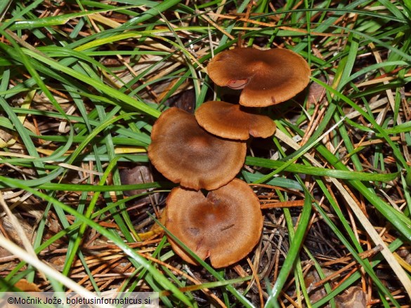 Cortinarius semisanguineus