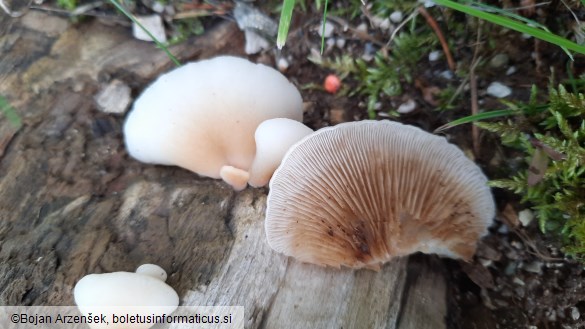 Crepidotus cesatii