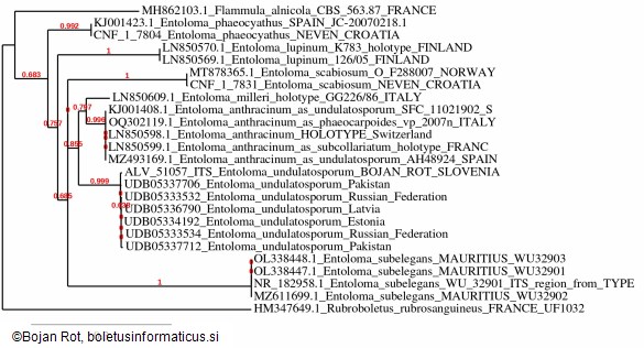 Entoloma undulatosporum
