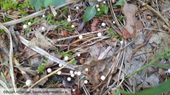 Marasmius wettsteinii