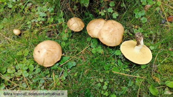 Suillus flavidus