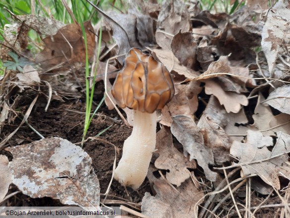 Morchella semilibera