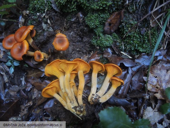 Omphalotus olearius