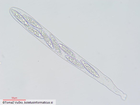 Pindara terrestris