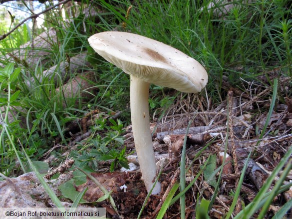 Melanoleuca subalpina