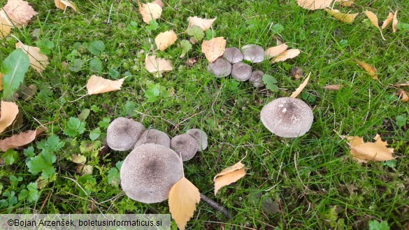 Tricholoma scalpturatum