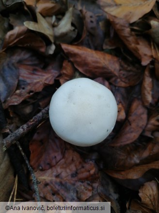 Hygrophorus eburneus