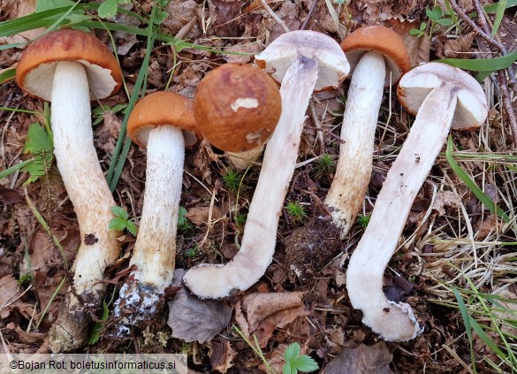 Leccinum albostipitatum