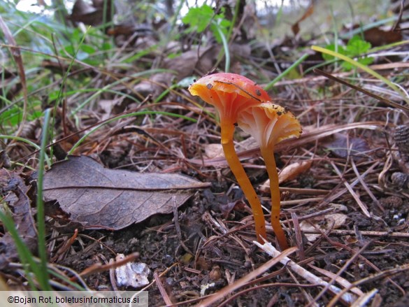 Hygrocybe insipida