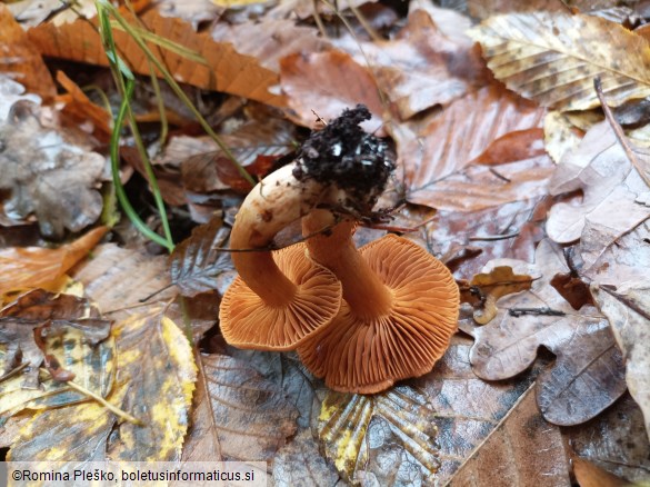 Cortinarius orellanus