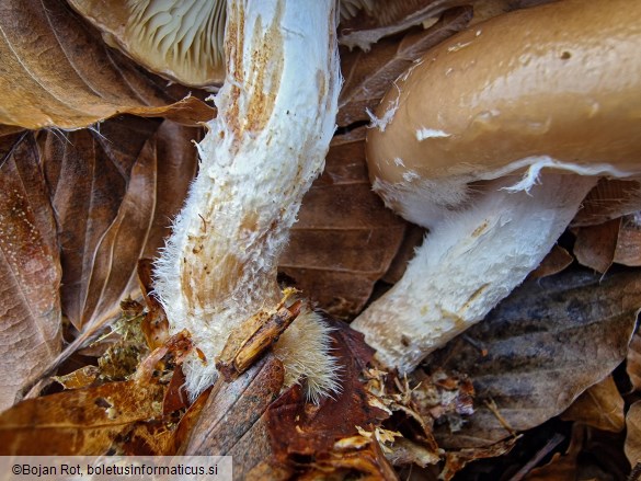 Pholiota lenta