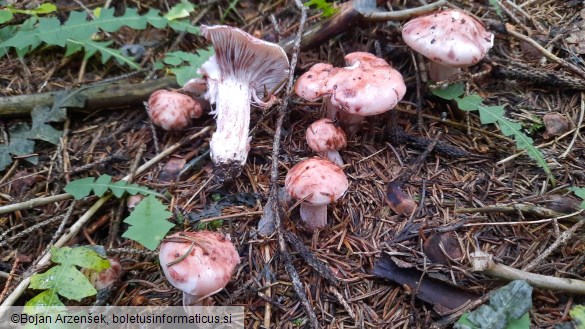 Hygrophorus erubescens