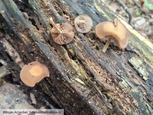 Galerina marginata