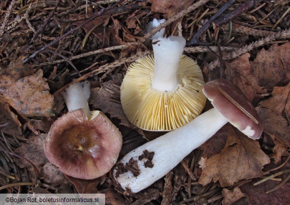 Russula nauseosa