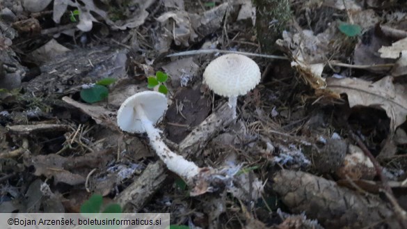 Lepiota clypeolaria