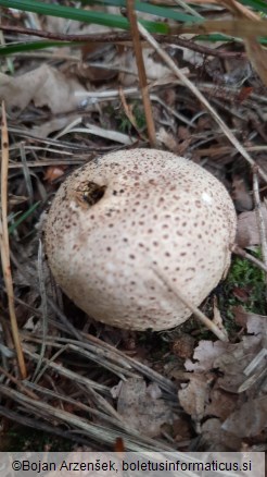 Scleroderma citrinum